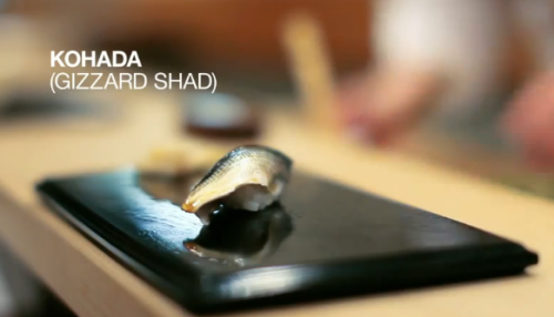 Jiro śni o sushi - Kohada
