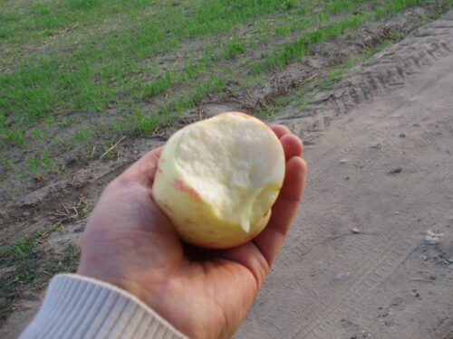 Dzika jabłoń