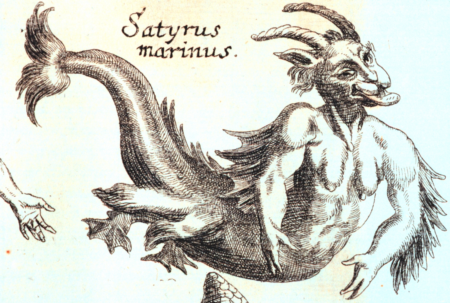 Satyrus marinus - potwór z morza, źródło wszelkiego zła na talerzu hipstera