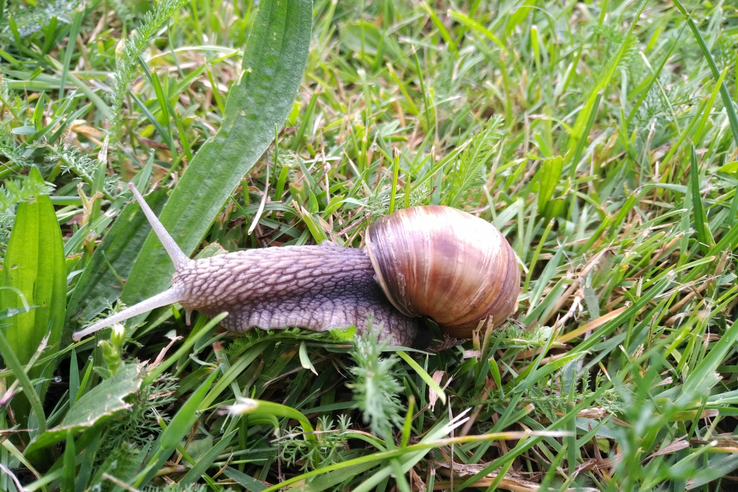 Ślimak w moim ogrodzie - symbol bioróżnorodności ale też i znak Slow Food